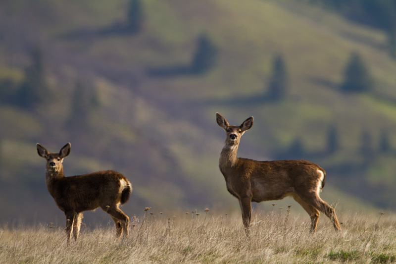 Mule Deer